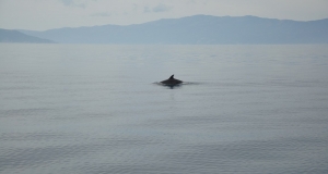 alb11_img832.jpg