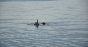 alb11_img834.jpg