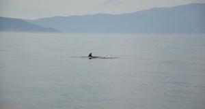 alb11_img833.jpg