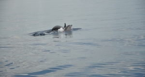 alb11_img835.jpg